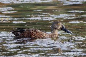 Shoveler - Kingborough Ducks