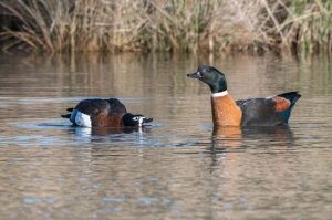 Shelduck - Kingborough ducks