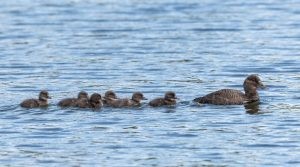 Blue- Billed Duck - Kingborough Ducks