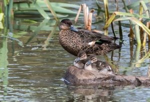 Chestnut teals - ducks kingborough