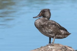 Freckled Duck - Kingborough Ducks