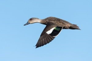 Grey Teals - Kingborough ducks