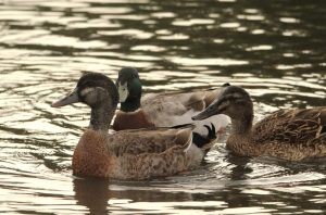 Mallards - Kingborough Ducks