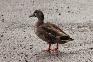 Mallard x Pacific Black - Kingborough Ducks