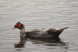 Muscovy - Kingborough Ducks