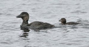 Musk Duck - Kingborough Ducks