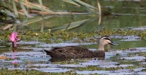 Pacific black duck - Kingborough ducks