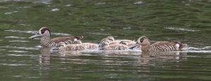 Pink-eared duck - Kingborough Ducks