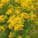 Ragwort - Flower