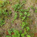 Ragwort rosette small (under 1 year)