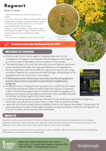 Ragwort_thumbnail link Weed of the month