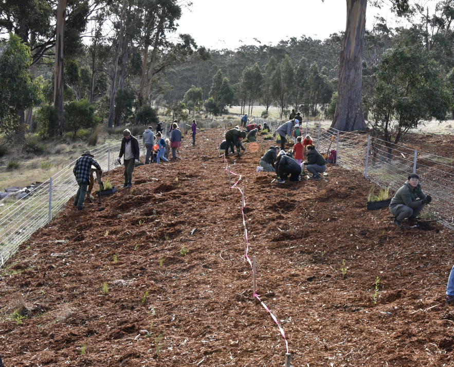 Bruny Planting