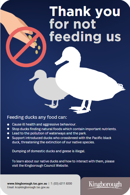 do not feed ducks - ducks of kingborough