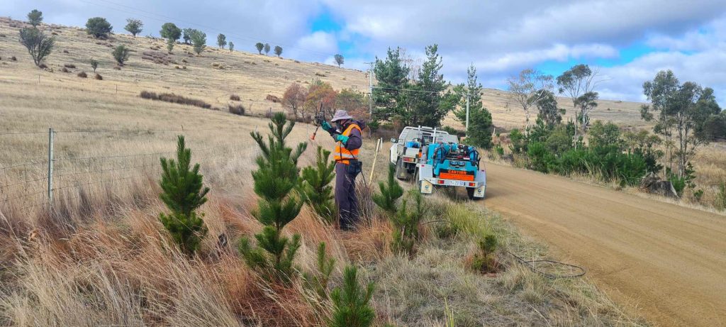 Council Controling Radiata Pine - non declared weed in Kingborough.