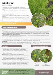 Weed of the month April - Stinkwort