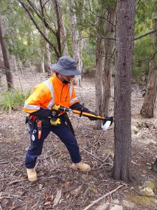 Council Controling Radiata Pine - non declared weed in Kingborough 2