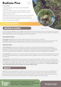 Weed of the month - radiata pine