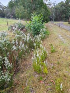 spanish heath - shurub - wom - june