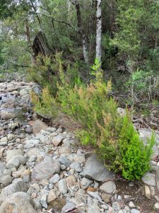 Spanish heath photo - WOM june