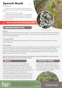 Thumbnail - wom June spanish heath