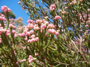 Berry flower heath photo 1
