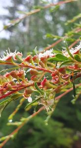 burgan images weed of the month