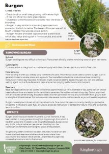 burgan flyer screenshto