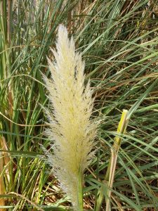Common Pampas WOM