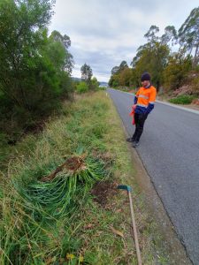 Council staff pulling pampas