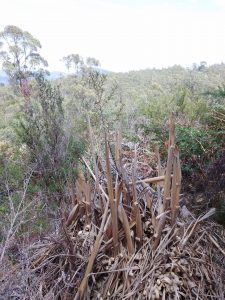 Pampas sprayed in reserve