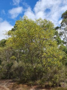 wirilda WOM 2025 March