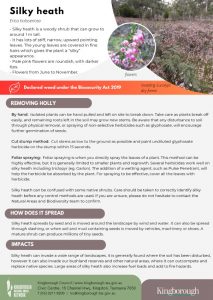 flyer WOM silky heath