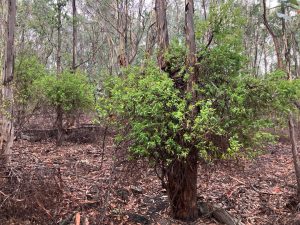 bluebell creeper photos