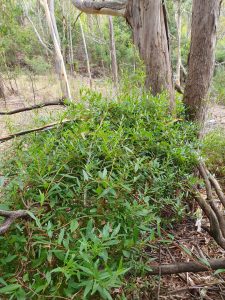 bluebell creeper photos