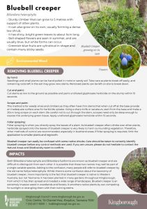 bluebell creeper - weed of the month - kingborough