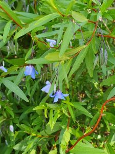 bluebell creeper photos