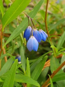 bluebell creeper photos