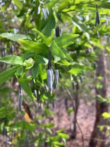 bluebell creeper photos