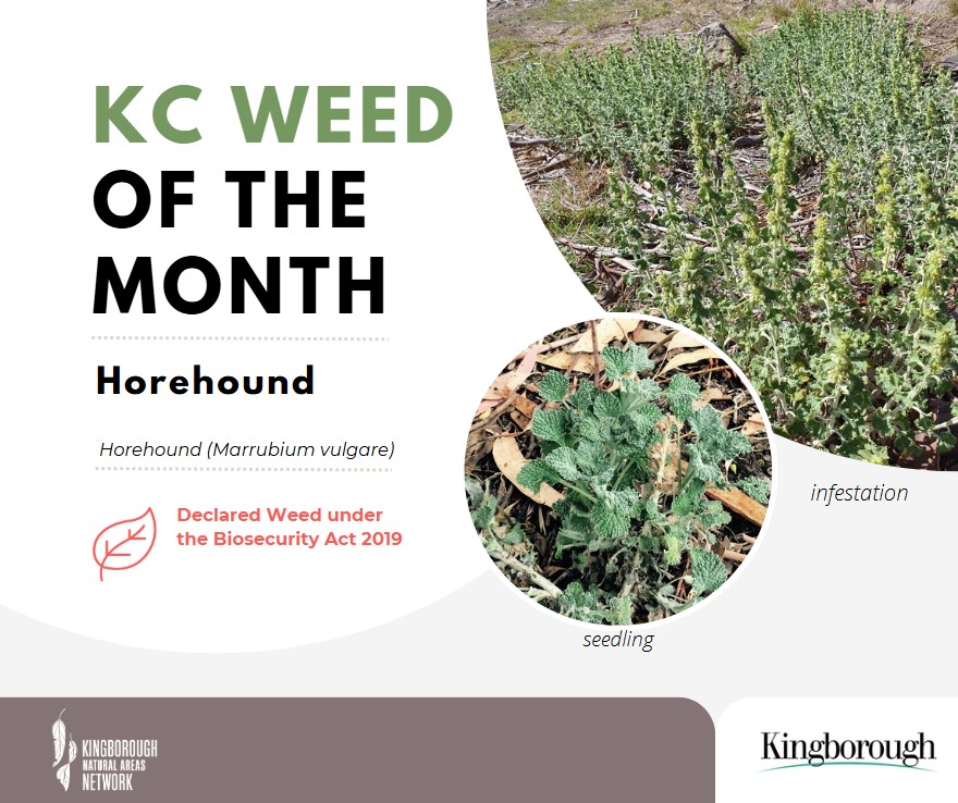 fb weed of the month - horehound