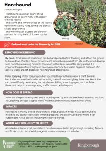 Flyer_horehound2025 - weed of the month