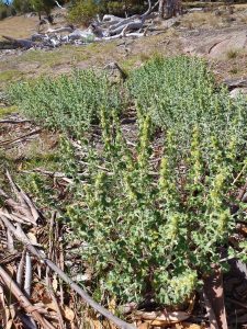 horehound weed of the month 
