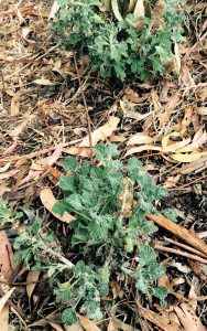 horehound weed of the month